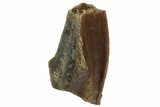 Triceratops Partial Shed Tooth - Montana #98347-1